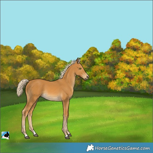 Horse Color:Palomino 