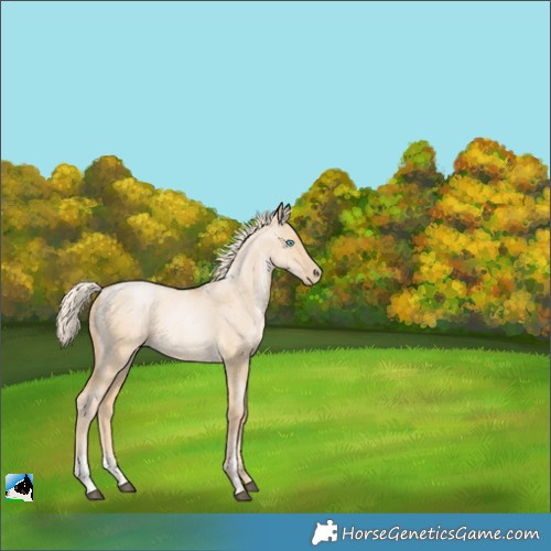 Horse Color:Powder White Palomino Pearl Dun 