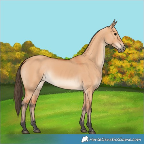 Horse Color:Bay Dun