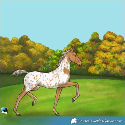 Horse Color:Palomino Appaloosa 