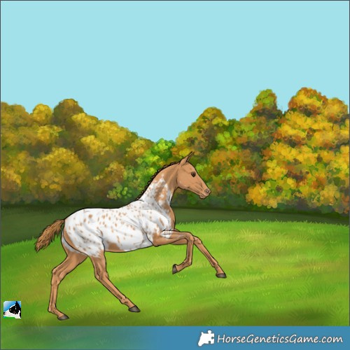 Horse Color:Chestnut Appaloosa 