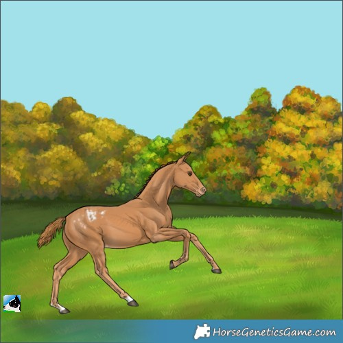 Horse Color:Chestnut Appaloosa 