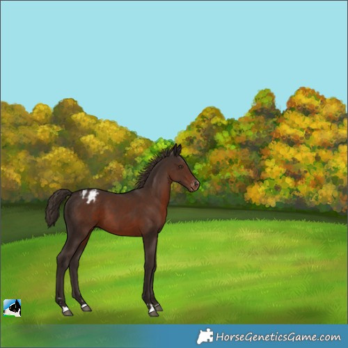 Horse Color:Liver Chestnut Appaloosa 