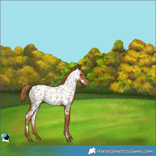 Horse Color:Chestnut Appaloosa 