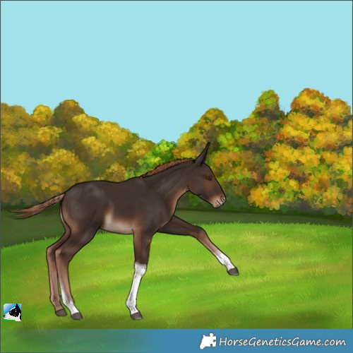 Horse Color:Liver Chestnut Tobiano Rabicano 