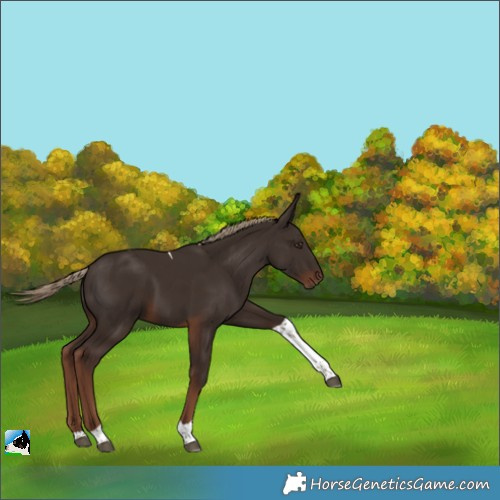 Horse Color:Liver Chestnut Tobiano Rabicano 