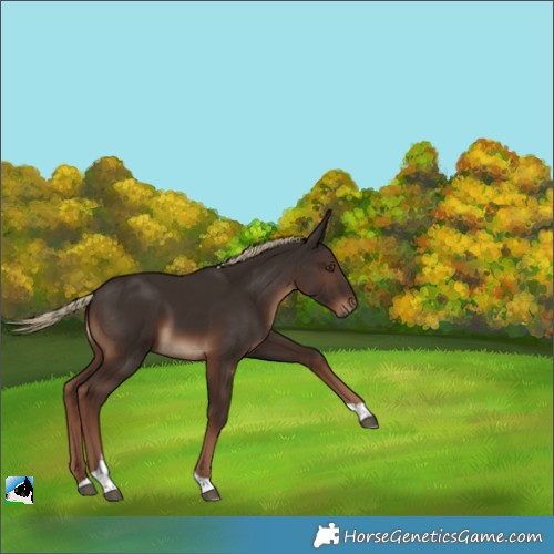 Horse Color:Liver Chestnut Tobiano Rabicano 