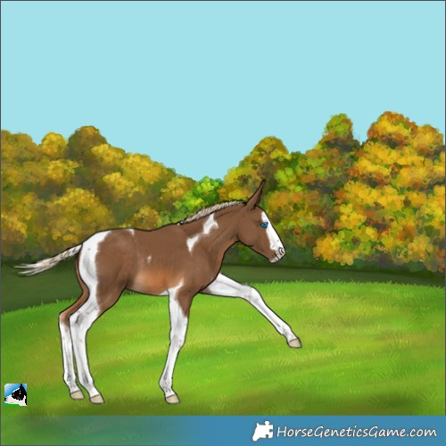 Horse Color:Chocolate Palomino Splash Tobiano Rabicano 