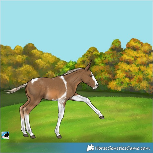 Horse Color:Chocolate Palomino Splash Tobiano Rabicano 
