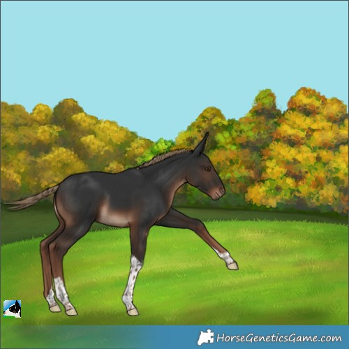 Horse Color:Liver Chestnut Tobiano Rabicano 
