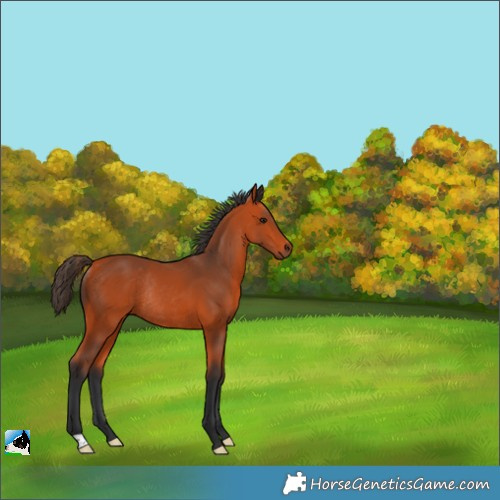 Horse Color:Bay Rabicano 