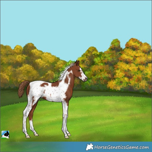 Horse Color:Chestnut Tobiano Frame 