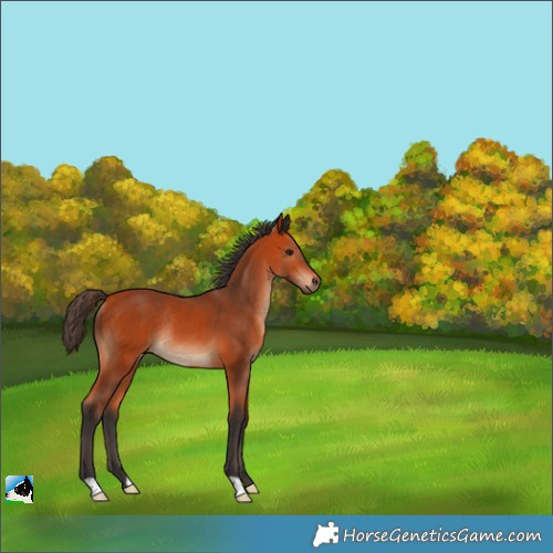 Horse Color:Bay Rabicano 