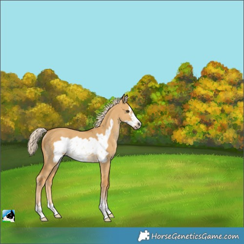 Horse Color:Palomino Dun Frame Rabicano 