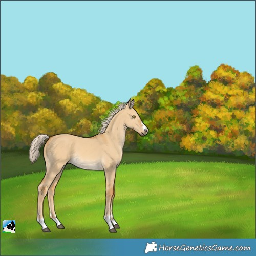 Horse Color:Palomino Dun 