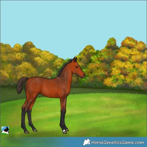Horse Color:Bay 