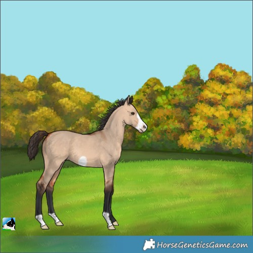 Horse Color:Bay Dun Frame 