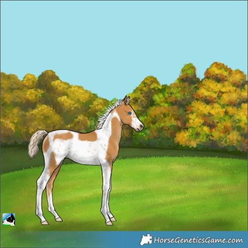 Horse Color:Palomino Tobiano Frame Rabicano 