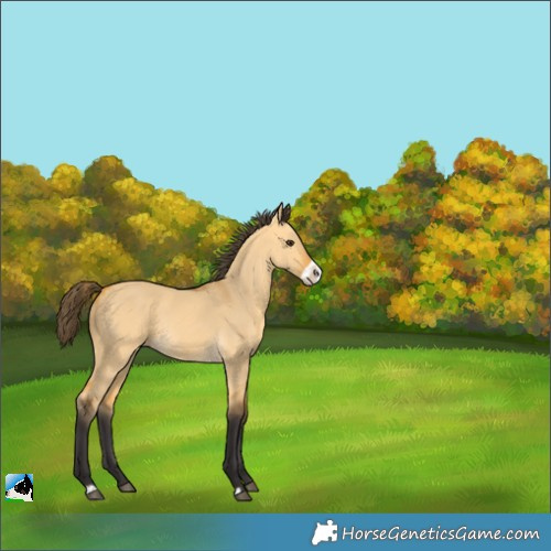 Horse Color:Buckskin Dun Frame Rabicano 