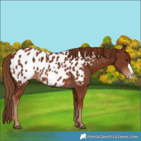 Horse Color:Chestnut Frame Appaloosa 