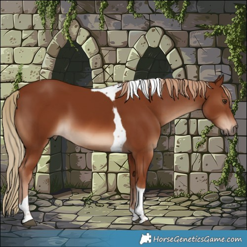 Horse Color:Chestnut Tobiano 