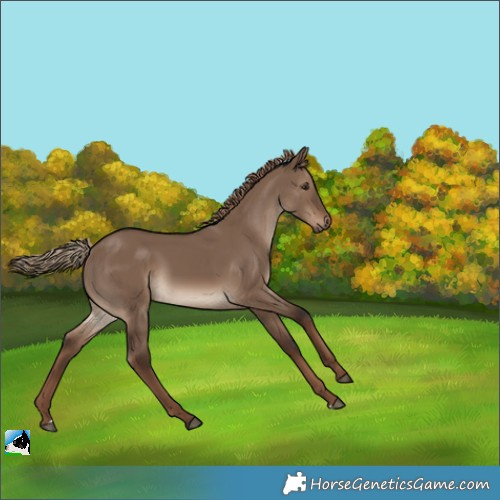 Horse Color:Liver Red Dun 