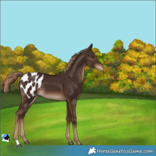 Horse Color:Liver Chestnut Appaloosa 