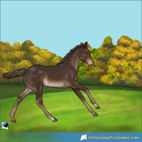 Horse Color:Liver Chestnut 