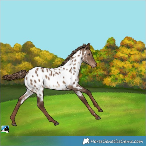 Horse Color:Liver Red Dun Appaloosa 