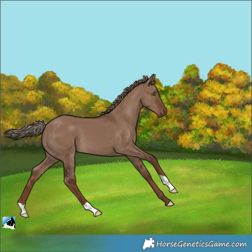 Horse Color:Liver Red Dun 