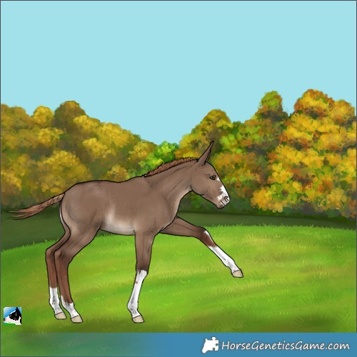 Horse Color:Liver Red Dun Rabicano 