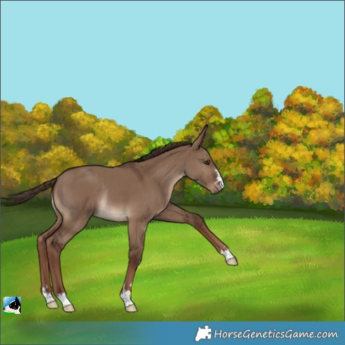 Horse Color:Liver Red Dun Rabicano 