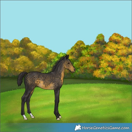 Horse Color:Buckskin 