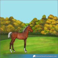 Horse Color:Silver Brown Rabicano 
