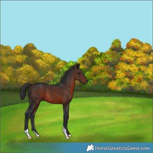 Horse Color:Brown 