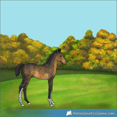 Horse Color:Buckskin Tobiano Rabicano 