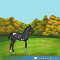 Horse Color:Black Tobiano Rabicano