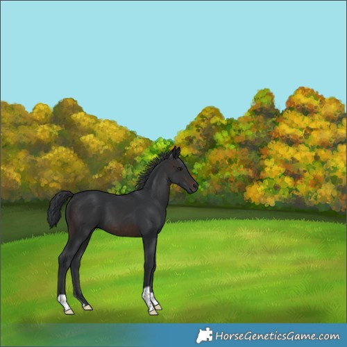 Horse Color:Brown 