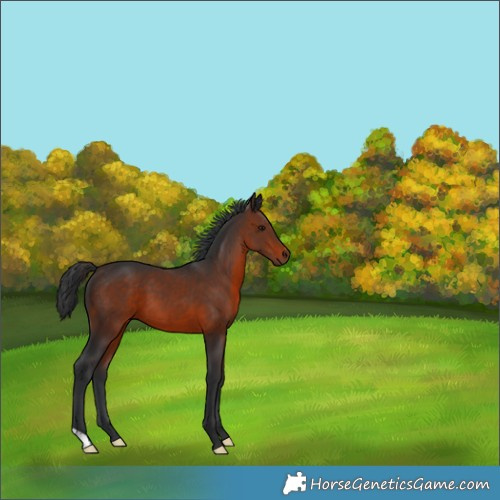 Horse Color:Brown 