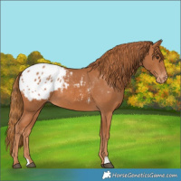Horse Color:Chestnut Appaloosa 