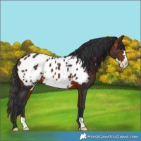 Horse Color:Brown Frame Near Leopard 