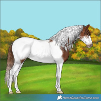 Horse Color:Chestnut Tobiano Frame