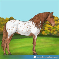 Horse Color:Chestnut Appaloosa 