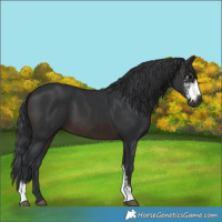 Horse Color:Brown Sabino 