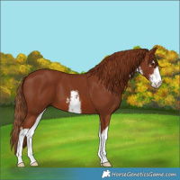 Horse Color:White Spotted Chestnut 