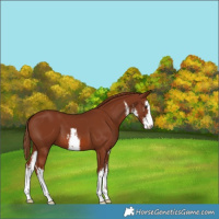 Horse Color:White Spotted Chestnut