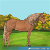 Horse Color:Chestnut 