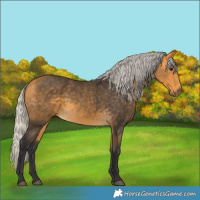 Horse Color:Silver Buckskin 