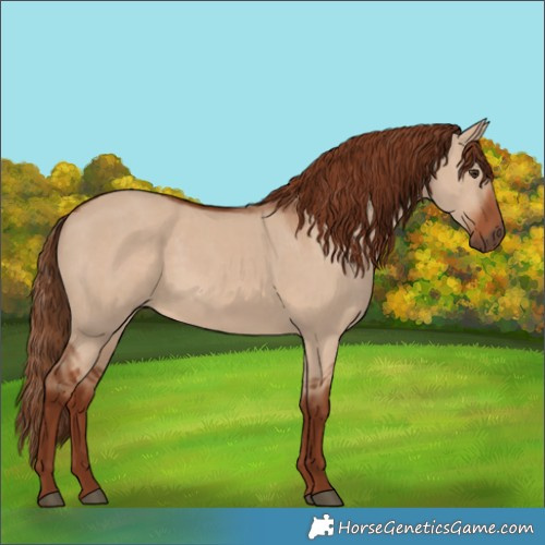 Horse Color:Red Dun 