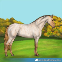 Horse Color:Red Roan